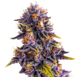 Purple and orange Purple Star Killer Strain cannabis bud featuring dense trichomes and vibrant pistils, set against a plain white background.