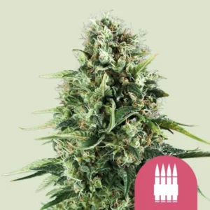 A dense, flowering Royal AK Strain cannabis plant stands upright with numerous green leaves and orange pistils, set against a neutral background. A pink icon featuring three white bullets is located at the bottom right.