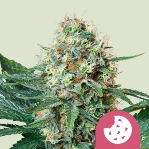 A Royal Cookies Strain cannabis bud with orange pistils and green leaves, appears densely packed with trichomes, set against a light background. A pink icon depicting a bitten cookie is in the corner.