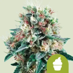 A dense, colorful Royal Creamatic Auto Strain cannabis bud with vibrant green leaves and orange pistils, covered in frosty trichomes; a green icon with a white ice cream cone is on the bottom right.