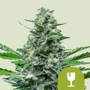 Royal Critical Auto Cannabis plant in full bloom, showcasing dense buds with trichomes, surrounded by lush green leaves. A broken wine glass symbol inside a green circle is at the bottom right.