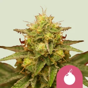 A Royal Domina cannabis bud exhibits trichomes and orange hairs, surrounded by green leaves, against a plain background. A pink icon with a white bomb symbol is in the bottom right corner.