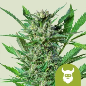 Royal Dwarf Auto Cannabis plant with dense, crystallized buds rests against a light green background. A green logo with a stylized face of a bearded man with horns appears in the bottom corner.