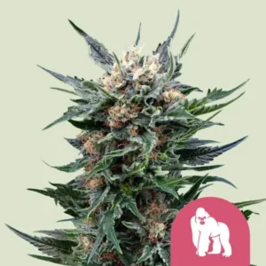 A dense, frosty Royal Gorilla Strain cannabis bud coated with trichomes and surrounded by green leaves, set against a pale background. A pink gorilla icon is positioned at the bottom right.