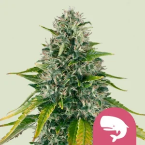 A dense Royal Moby Strain cannabis bud with green leaves and white trichomes against a light background. A pink whale emblem appears at the bottom right corner.