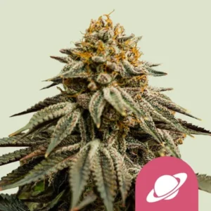 Royal Skywalker Strain Cannabis plant displaying dense, resinous buds and fan-shaped leaves in a neutral setting; a pink icon featuring a white planet with rings is in the bottom corner.