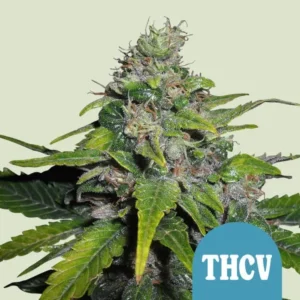 Royal THCV CBD Strain Cannabis plant covered in trichomes standing upright with green leaves, surrounded by a light background. A blue badge at the bottom right reads "THCV."