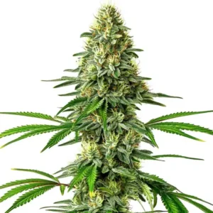 Santa Muerte cannabis plant outdoors with a thick central cola.