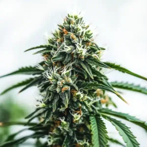 Tall Scrambler-Haze cola with frosty trichomes and bright pistils.