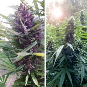 Purple Shaman cannabis buds grow among green leaves; sunlight filters through, suggesting an outdoor garden setting.