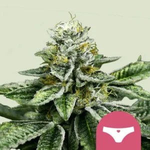 Sherbet Queen Cannabis plant with frosty trichomes stands against a light background.