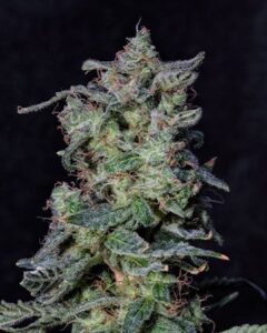 A dense, green Black Cherry Punch cannabis bud covered in frosty trichomes stands against a solid black background, highlighting its intricate texture and detail.