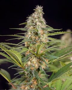 A dense Bruce Banner cannabis bud, covered in trichomes and surrounded by pointed green leaves, stands vertically against a dark background, highlighting its textured and intricate appearance.