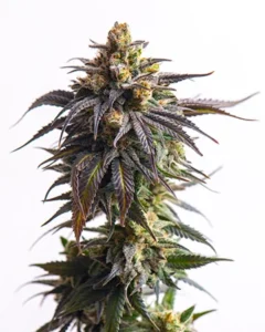 A Critical Purple Autoflowering Seeds cannabis plant stands upright with dark green and purple leaves and frosty buds, set against a plain white background.
