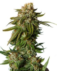 A dense GG4 Autoflowering Seeds cannabis plant stands upright, covered in lush green leaves and white crystalline trichomes, against a plain white background.