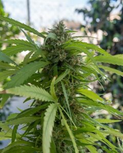 A Northern Lights Autoflowering cannabis plant with dense green leaves and buds grows outdoors, surrounded by blurred greenery and a hint of blue sky in the background.