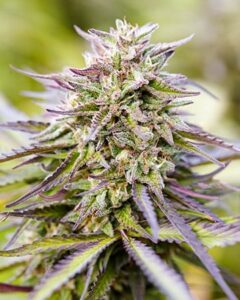 A dense, spiky Purple Lemonade Autoflowering cannabis bud with vibrant green and purple leaves sits in sharp focus, surrounded by a soft, blurred background of similar foliage.