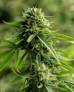 Recon Autoflowering Cannabis plant grows upward, displaying dense clusters of buds and elongated leaves, set against a blurred natural green background.