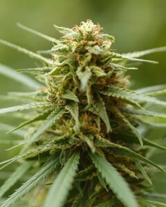 A Runtz Autoflowering cannabis plant stands upright, with dense clusters of green leaves and buds covered in fine trichomes, set against a blurred, natural green background.