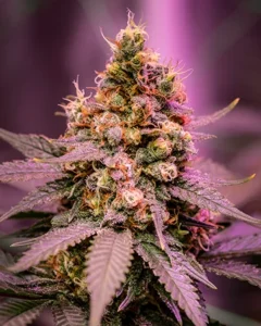 A Strawberry Banana Autoflowering cannabis plant displays dense, resinous buds with orange pistils and deep green leaves, illuminated under a purple-hued light, suggesting an indoor cultivation environment.