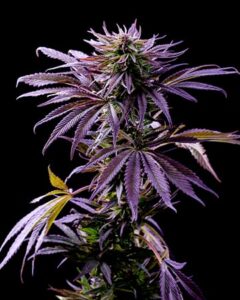 A tall Tropicana Cookies Autoflowering cannabis plant with purple and green leaves stands against a black background, showcasing its vibrant colors and detailed leaf texture.
