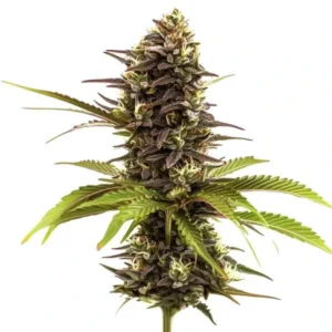 A dense, dark purple Sleepy Joe Strain cannabis bud with orange hairs stands upright, surrounded by vibrant green leaves, isolated against a plain white background.