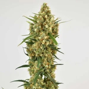 A dense cluster of Snow Bud cannabis buds grows upward, surrounded by pointed green leaves, against a plain white background.