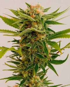 A Sour Diesel Feminized seeds cannabis plant stands upright, displaying dense clusters of buds and serrated green leaves, set against a neutral beige background.