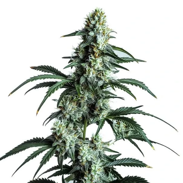 A Sour Diesel Strain cannabis plant stands tall with dense, frosty buds and elongated serrated leaves, set against a plain white background.