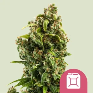 A dense Sour Diesel Strain cannabis bud with green leaves and orange pistils stands against a plain background. A pink icon of a white fuel canister overlays the bottom right corner.