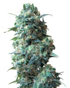 A dense, green Sour Kush Auto Flowering Feminized cannabis plant stands upright, featuring closely packed buds and scattered leaves, against a plain white background.