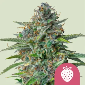 A dense Strawberry Cough Strain cannabis bud with frosty trichomes and orange pistils is surrounded by green leaves against a plain background. A pink strawberry icon overlays the bottom right corner.