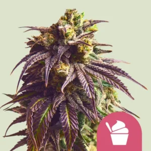 A dense, colorful Sundae Drivers Strain cannabis bud with purplish leaves and frosty trichomes, set against a light background. A pink icon of a soft-serve ice cream is at the bottom right.
