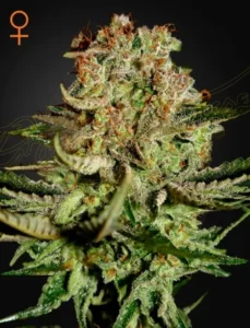A Super Bud Strain cannabis plant with frosty, trichome-covered buds displays orange hairs, surrounded by green leaves. A female symbol is in the top left corner against a dark background.