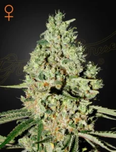 Dense, resin-covered Super Critical Strain cannabis bud stands on a dark background, showcasing trichomes and green leaves. An orange female symbol is displayed in the top left corner.