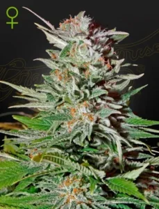 A dense Super Lemon Haze Auto Strain cannabis plant with frosty trichomes and orange pistils stands prominently against a dark background. Bright green leaves spread around its base. A female symbol is visible near the top.
