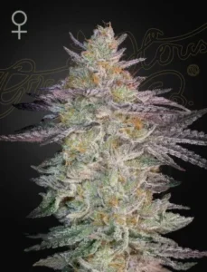 A colorful Super Lemon Haze x GMO Strain cannabis plant stands upright, displaying frosty, trichome-covered buds and leaves, set against a dark background. A female symbol is in the upper left corner.
