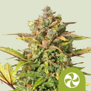 A Sweet ZZ Auto Strain cannabis bud stands upright, displaying vibrant green and purple hues, surrounded by pointed leaves. A green icon with a white swirl is in the bottom right corner.