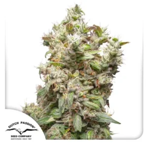A dense cluster of THC Victory cannabis buds stands upright, covered in crystal-like trichomes, amidst a white background.