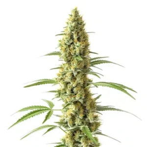 Tall Tijuana cannabis cola with dense buds and bright pistils.