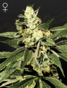 A Train Wreck Strain cannabis plant with dense, frosty buds is growing, surrounded by broad green leaves against a dark background. A female symbol is visible in the top left corner.