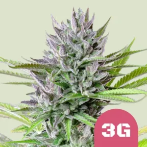 A dense, frosted Triple G Strain cannabis bud with purple hues and green leaves against a pale background, labeled with "3G" in a pink circle at the bottom right.