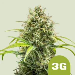A dense Triple G Strain cannabis bud with green leaves and orange hairs, set against a plain background.