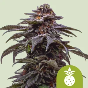 A Tropicana Cookies Purple Auto cannabis plant stands upright with dense, frosty buds and purple-tinted leaves, set against a light background. A pineapple icon is positioned in the lower right corner.