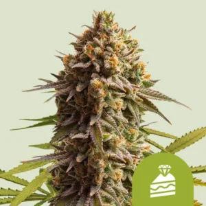 A dense, frosty Wedding Cake Auto Strain cannabis bud with vibrant orange hairs extends upward with purple-tinged leaves in a neutral beige background. A green icon of a cake with a diamond overlay is at the bottom right.