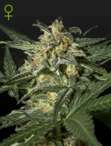 A White Widow Auto Strain cannabis plant, covered in frosty trichomes, stands upright with dense buds and green leaves, set against a dark background with a small, green female symbol at the top left.