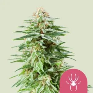 A dense, frosty White Widow Strain cannabis bud is standing upright with green leaves extending outwards, set against a light background. A pink icon with a white spider is in the bottom right.