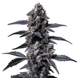 A large, purple-tinted Zoap Strain cannabis plant with dense clusters of buds is standing upright against a plain white background.
