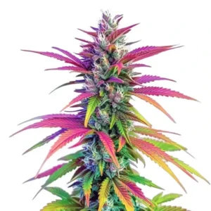 A vibrant Zombie Death Fuck Strain cannabis plant displays multicolored leaves, ranging from purple to green, standing upright against a plain white background.