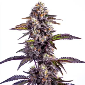 Blackberry Moonrocks Auto cannabis strain with dense purple buds, heavy trichome coverage, bright orange pistils, and dark serrated leaves.